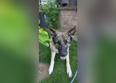1 Schweitzer Deutscher Schäferhund DDR Linie sucht seinen Herzmenschen