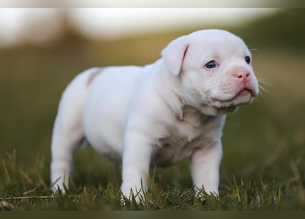 Unglaublich schöne American Bully Welpen!
