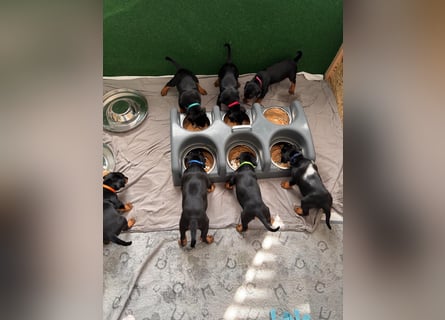 Deutsche Pinscher Welpen