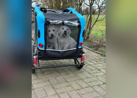 Zwei Schneeweiße Labrador Rüden suchen noch ein tolles Zuhause mit Ahnentafel