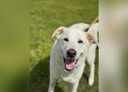 Lucio: Traumhund ohne Wenn und Aber
