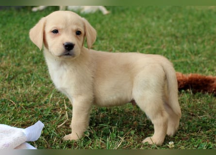 Labrador Welpen reinrassig mit Ahnentafel dürfen ab dem 25.08.25 ins neue Heim