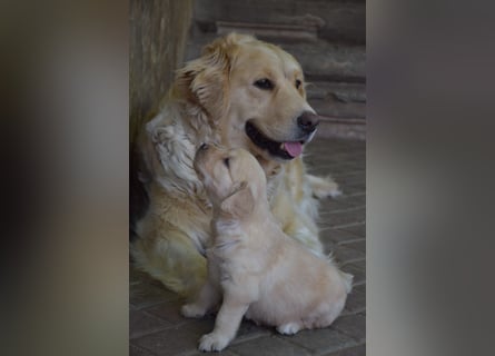 süße reinrassige Goldenretriever Welpen geboren
