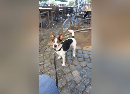 Reinrassiger Jack Russell Terrier