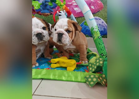 Englische Bulldogge Welpen mit FCI Papiere