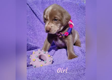 Labrador Aussiedor Welpen  in silber und silber merle aus liebevoller Zucht