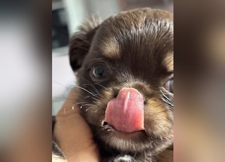 Wir haben aktuell Welpen. 2 Chihuahua Mädels