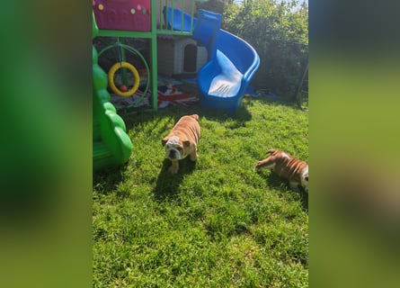 Englische Bulldogge Welpen mit FCI Papiere