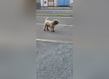 Lagotto Romagnolo welpen