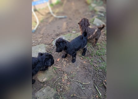 11 putzmuntere Aussiedoodles