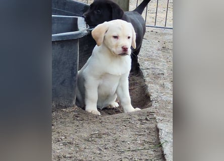 Reinrassige Labrador Welpen ab sofort abzugeben