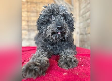 superlieber Kuschelhund MAILO - 2,5 Jahre, 45cm/14kg - Puli-Schnauzer-Mix