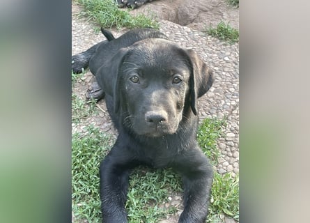 Schwarze Labrador-Labrador/Apenzeller Welpen