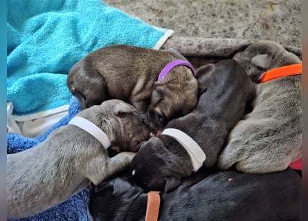 Cane Corso Welpen