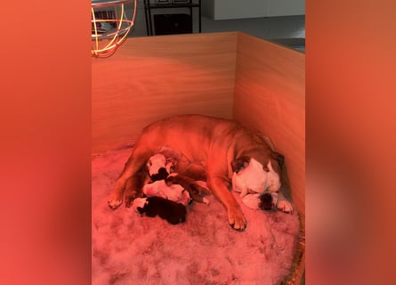 Englische Bulldoggen Welpen– 7 süße Mädels suchen bald ein Zuhause!