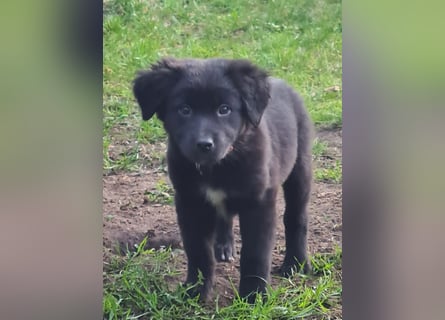 Auszug..Aussiedor F1 Familien und Therapiehund Labrador x Australien Shepherd