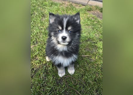 Zauberhafte Pomsky Welpen suchen ihr neues Zuhause! (ab 22.05.2025)