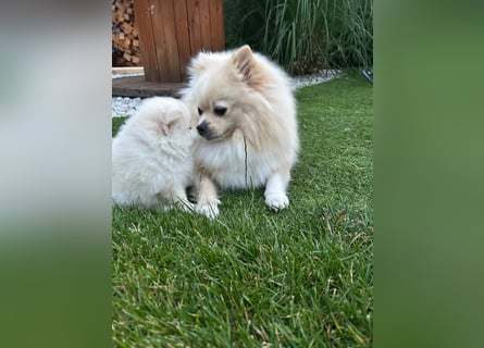 Süße Pomeranian Zwerkspitz Welpen 