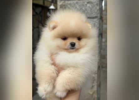 Pomeranian Welpen