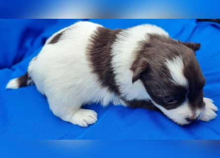 Bezaubernde Welpen aus Bolonka Zwetna und Pomeranian (Zwergspitz)