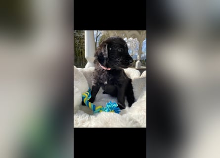 Labradorwelpe mit Ahnentafel