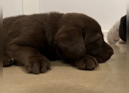 Labrador Mix Welpen