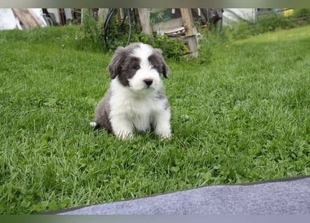 Bearded Collie Welpen, wir sind bereit für die Welt!