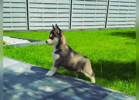 FCI Pedigree Blue Eyed Black & White Siberian Husky Champion Puppy