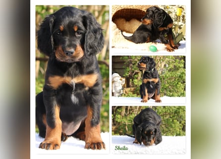 Verschmuste Gordon Setter aus familiärer Liebhaberzucht zu vermitteln