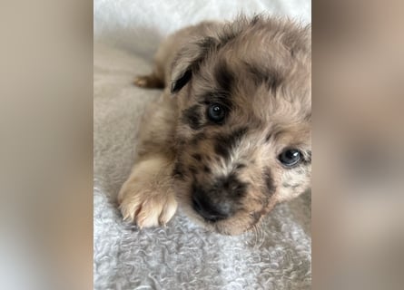 Süße Border Collie -Mudi mix Welpen