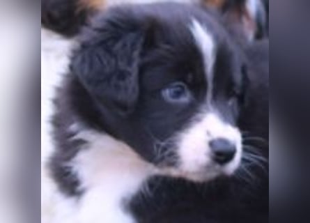 Australian Shepherd Welpe (reinrassig)