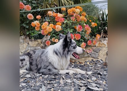 Traumhund: ruhiger & verschmuster Border Collie