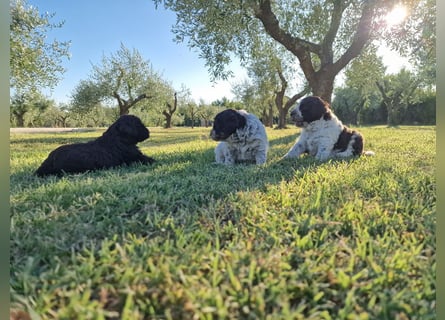 Lagotto con pedigre export