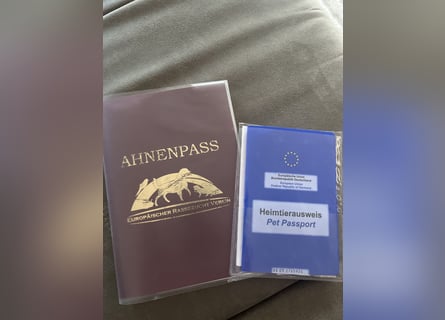 Wunderschöne reinrassige Broholmer Hündin „Meggy von der Lausitzer Heide“