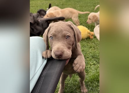 Labrador Welpen reinrassig Rüde Silber NRW Düsseldorf Köln Kleinanzeige