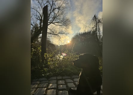 Katniss Rottweiler 8 Jahre alt