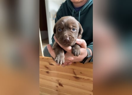 Wunderschöne Aussiedor Welpen aus liebevoller Aufzucht