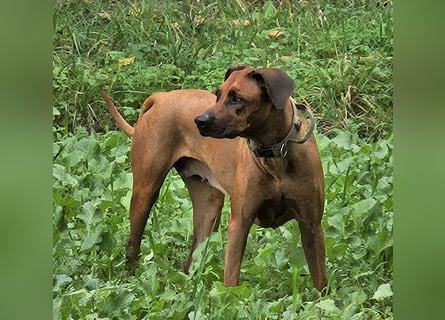 Rodesian Ridgeback Welpen im Kennel "Free Spirit"