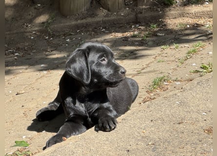 2 Labrador Retriever Weibchen Welpen mit Ahnenpass, Eltern HD, ED, PL, OCD, Augen und Genetisch frei