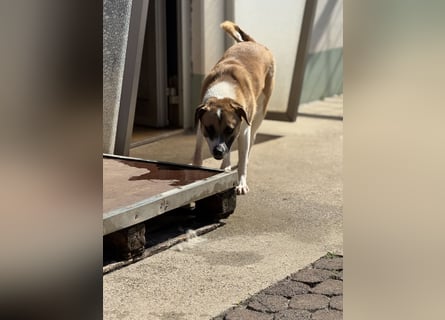 Die liebenswerte BOUNTY sucht ihr Zuhause!