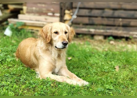 Golden Retriever Hündin erwachsen