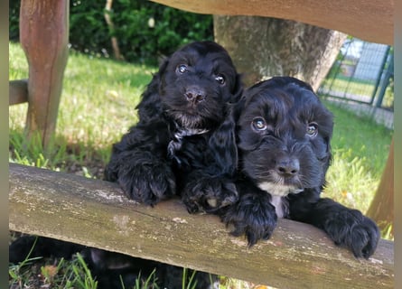 Schwarze Cockerdoodle Perlen