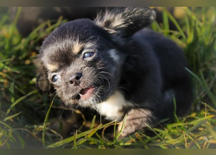 Chihuahuawelpen