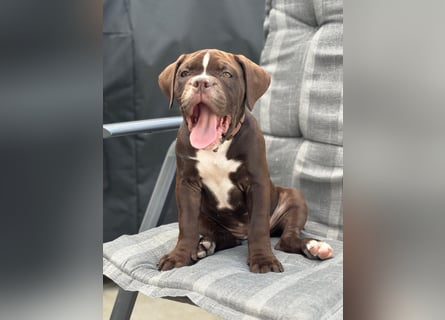 OEB mix Bulldoge old english bulldog