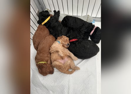 Wunderschöne Cockapoo/Cockerpoo Welpen