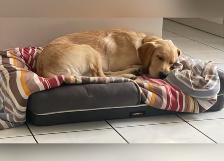 Labradoodle/Retriver 7 monate
