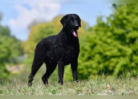 Curly Coated Retriever – braune Rüden (8 Wochen) aus dem Zwinger Cornrow