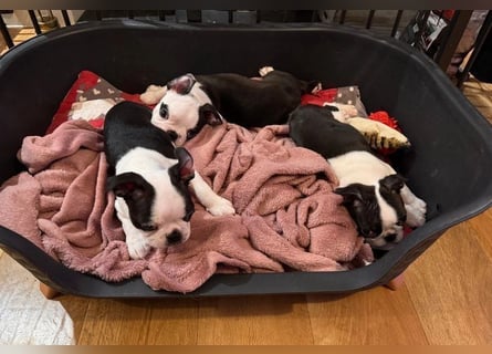 Boston Terrier Welpen