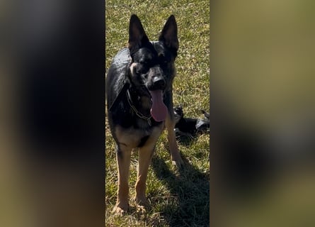 Lieber Schäferhund Rüde