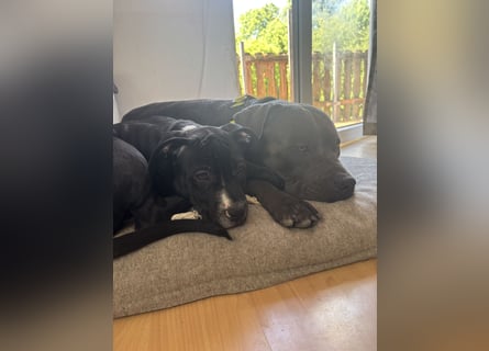 Amstaff Welpe